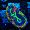 Rainbow Lobophyllia Coral