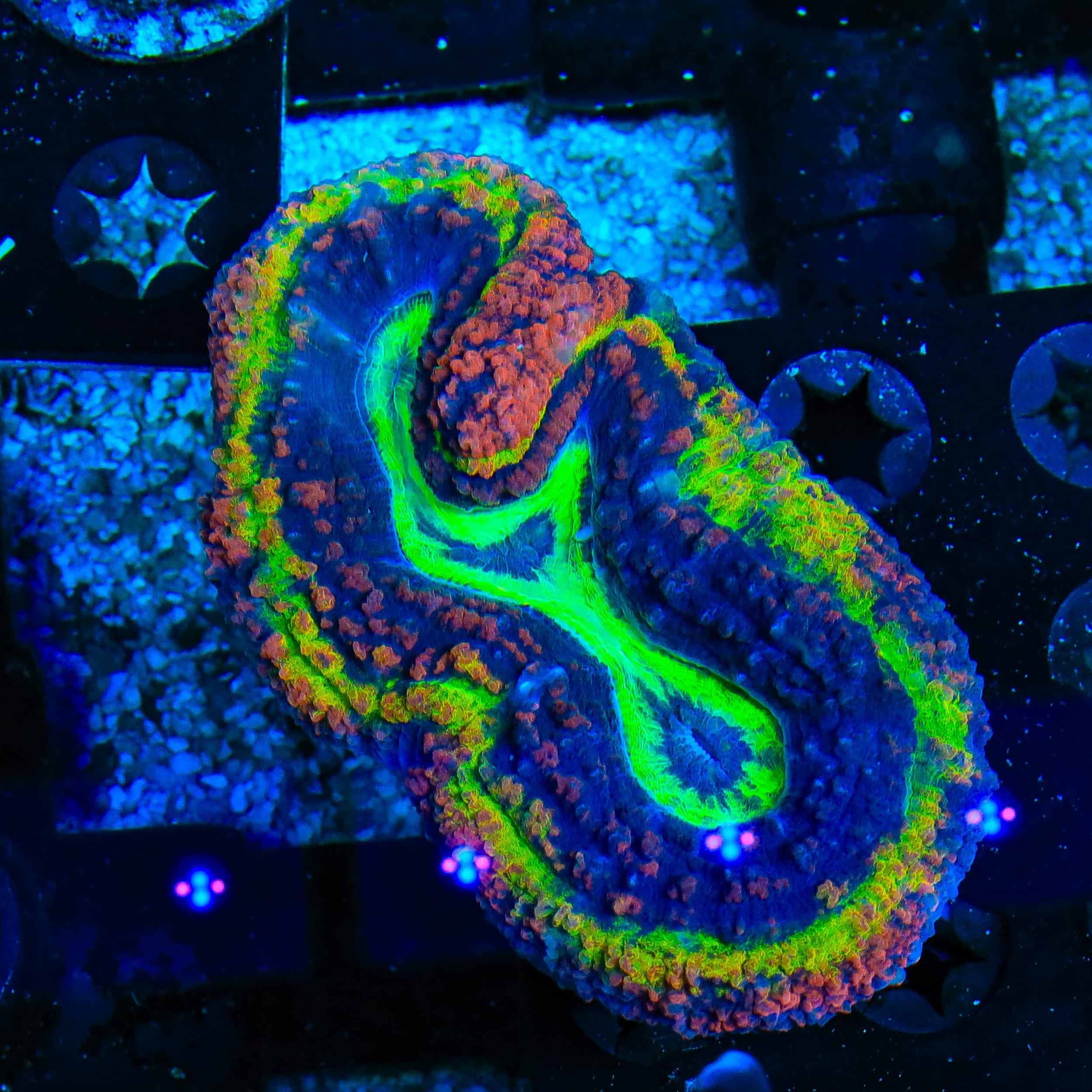 Rainbow Lobophyllia Coral