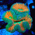 Rainbow Lobophyllia Coral