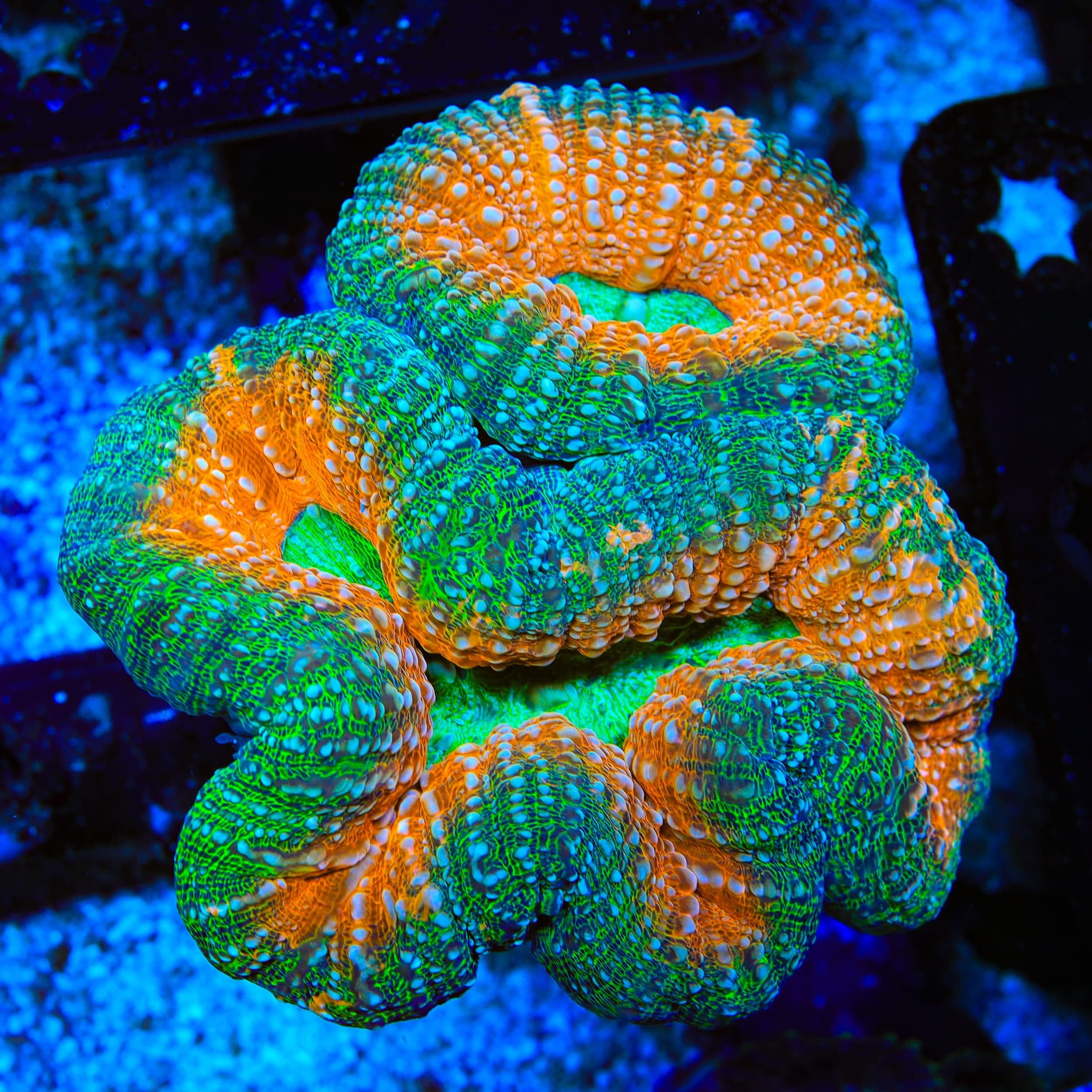 Rainbow Lobophyllia Coral