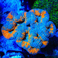 Rainbow Lobophyllia Coral