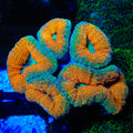 Rainbow Lobophyllia Coral
