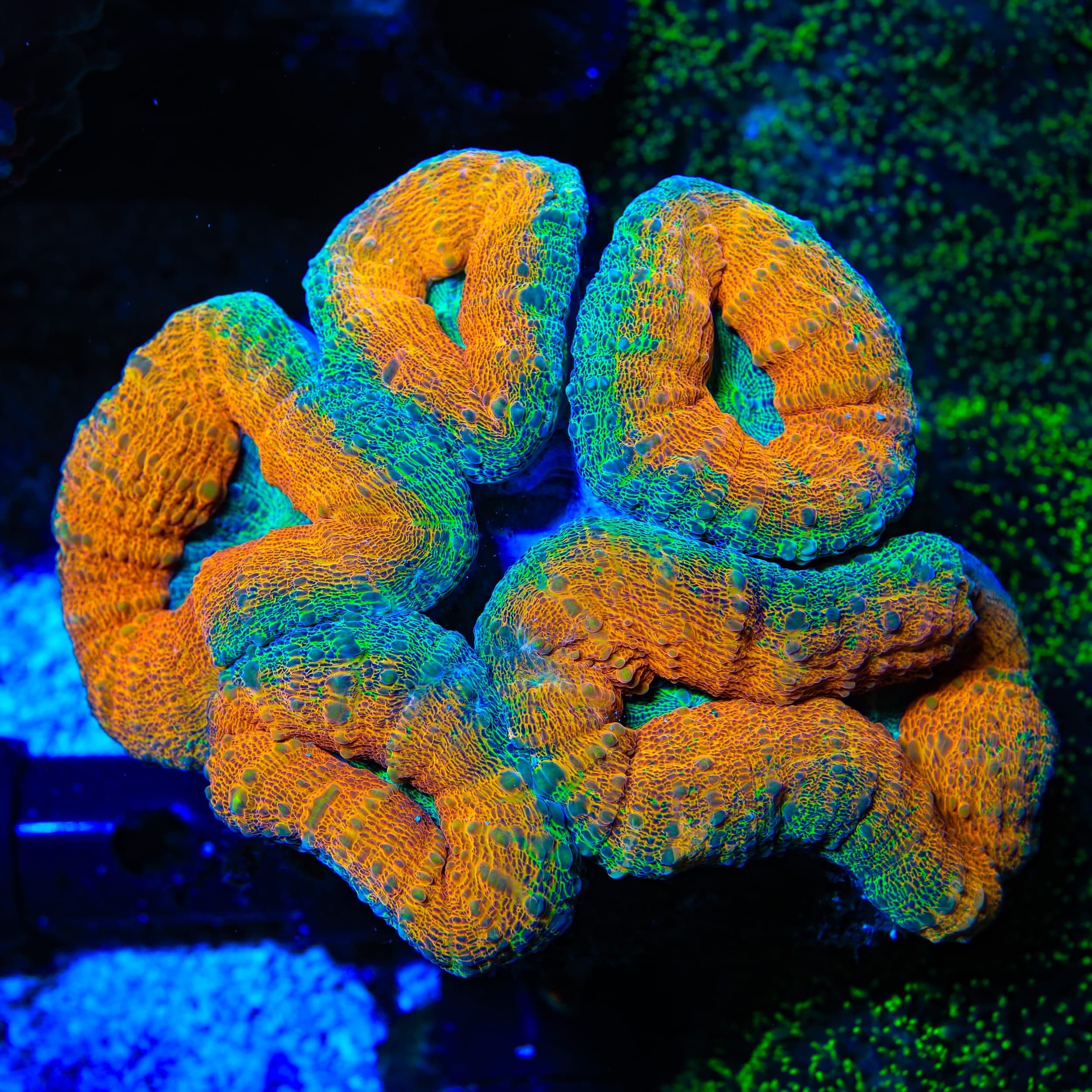 Rainbow Lobophyllia Coral