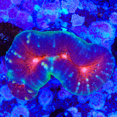 Rainbow Lobophyllia Coral