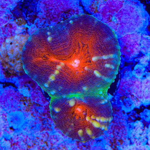 Rainbow Lobophyllia Coral
