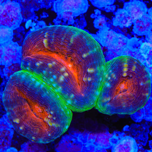 Rainbow Lobophyllia Coral