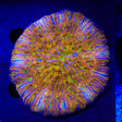 Rainbow Plate Coral