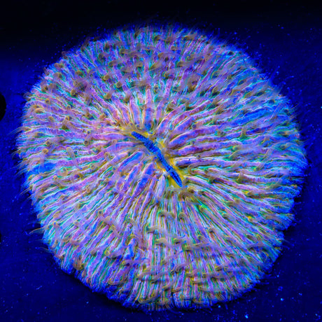 Rainbow Plate Coral