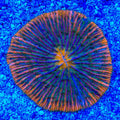 Rainbow Plate Coral