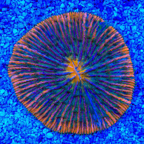 Rainbow Plate Coral
