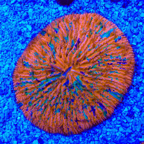 Rainbow Plate Coral