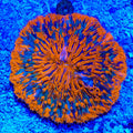 Rainbow Plate Coral