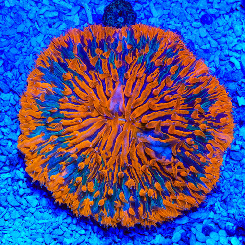 Rainbow Plate Coral