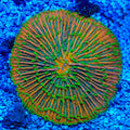 Rainbow Plate Coral