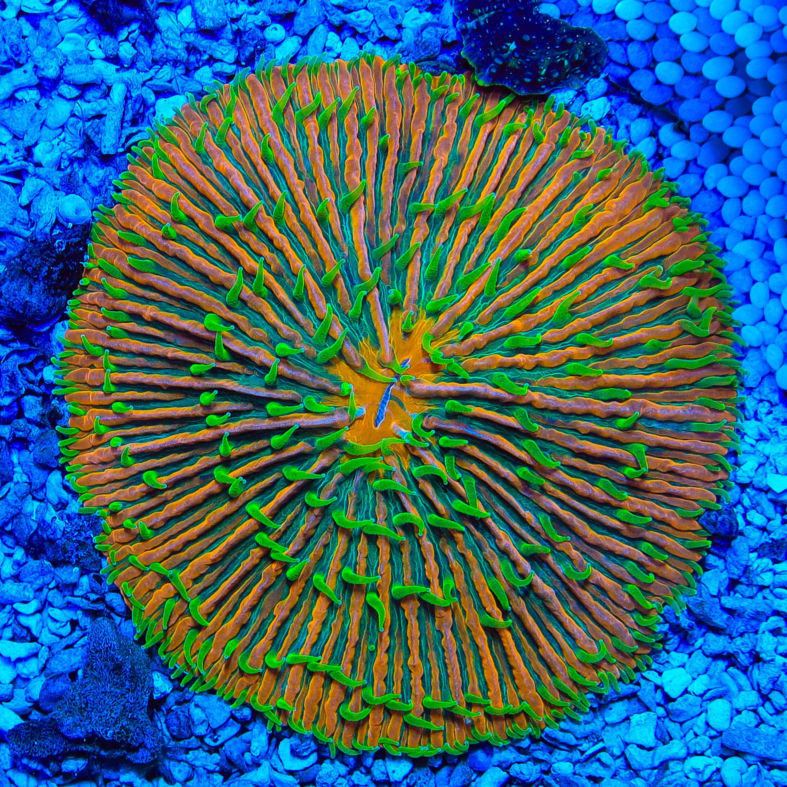 Rainbow Plate Coral