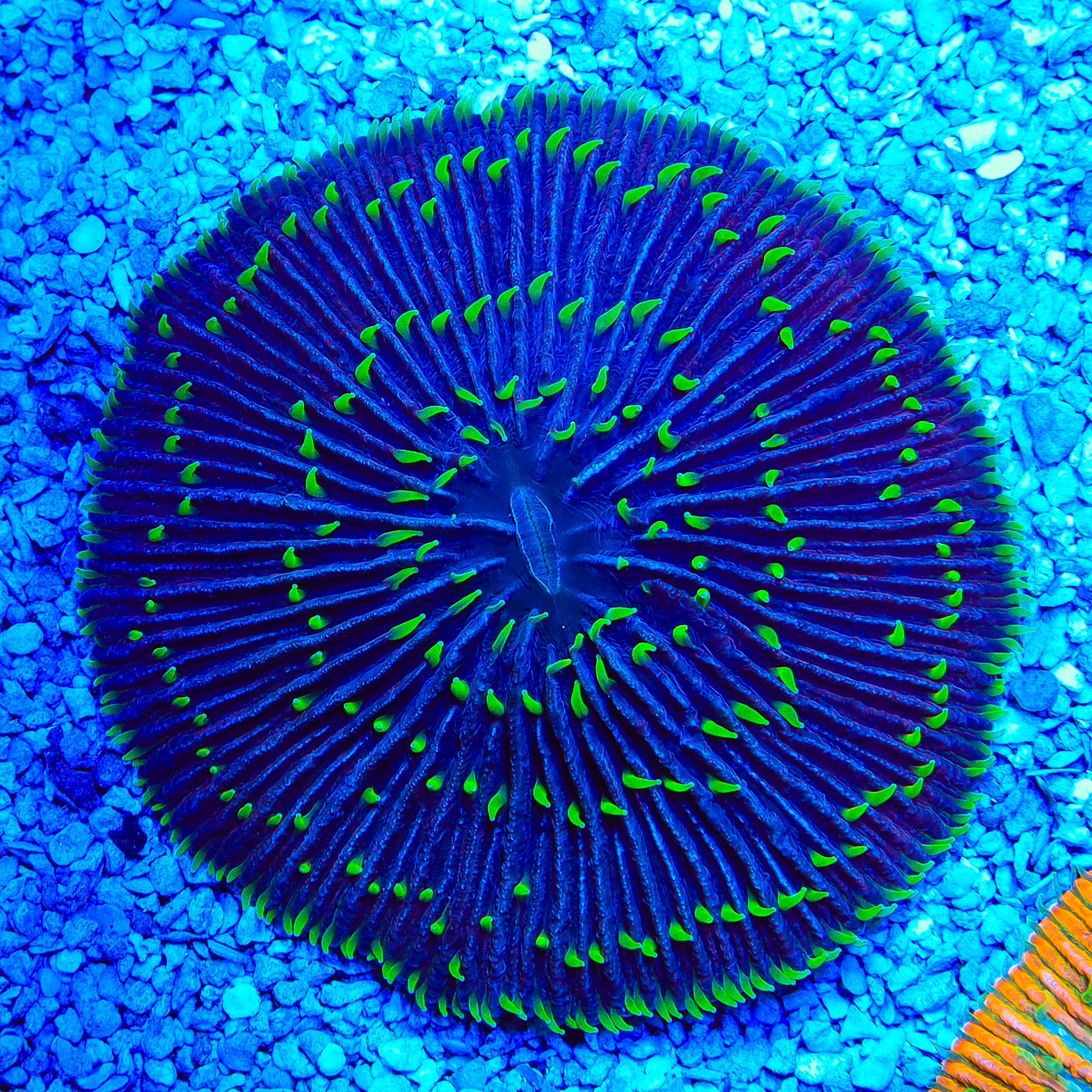 Rainbow Plate Coral