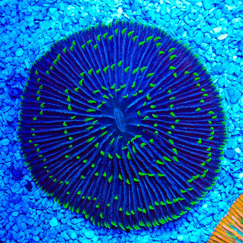 Rainbow Plate Coral