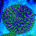 Rainbow Plate Coral