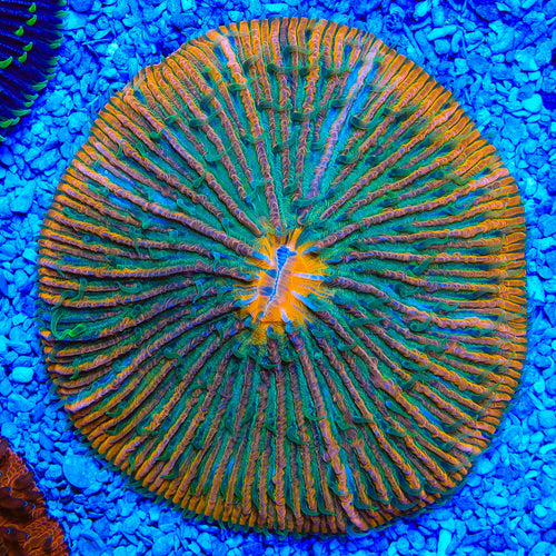 Rainbow Plate Coral
