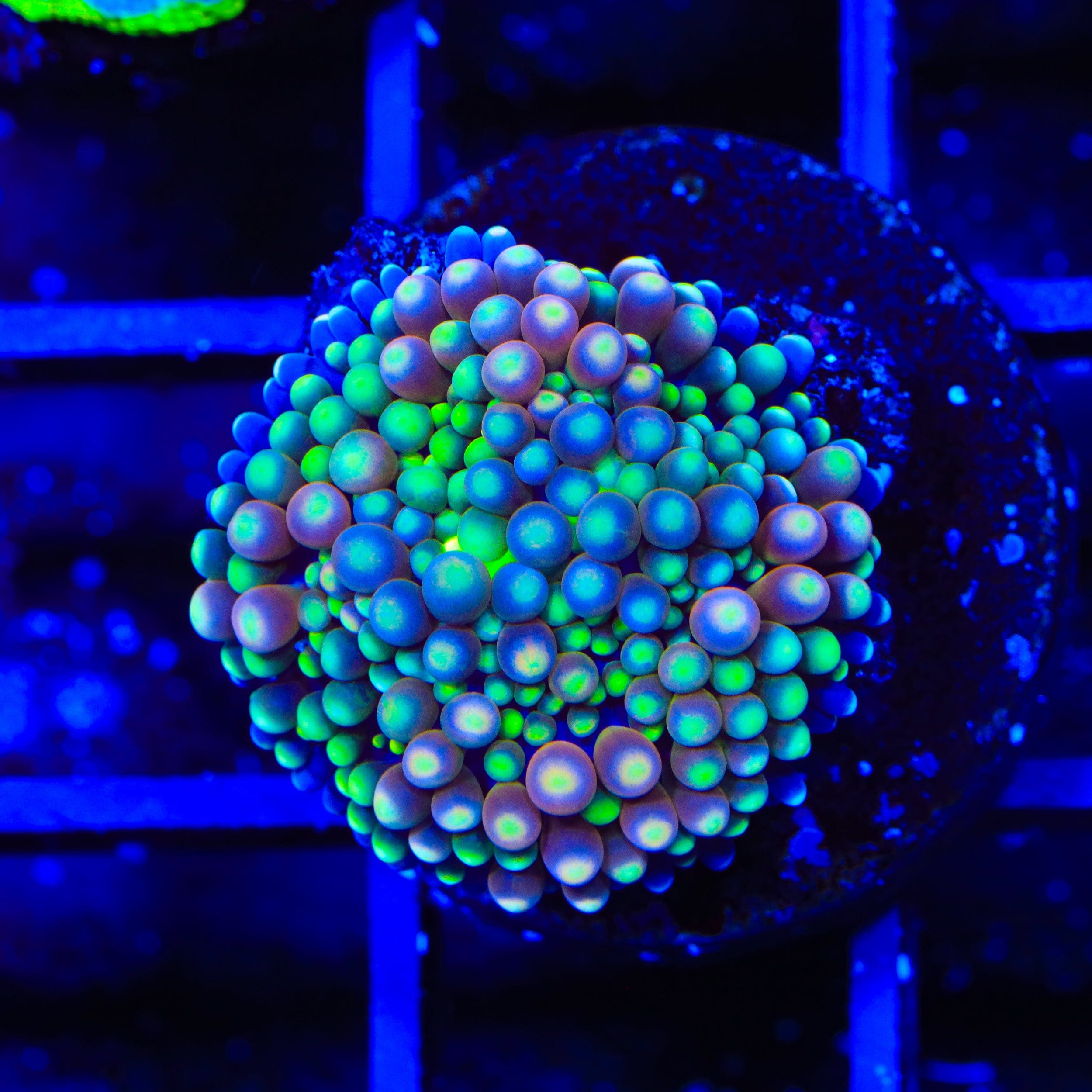 Rainbow Ricordea Coral
