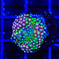 Rainbow Ricordea Coral