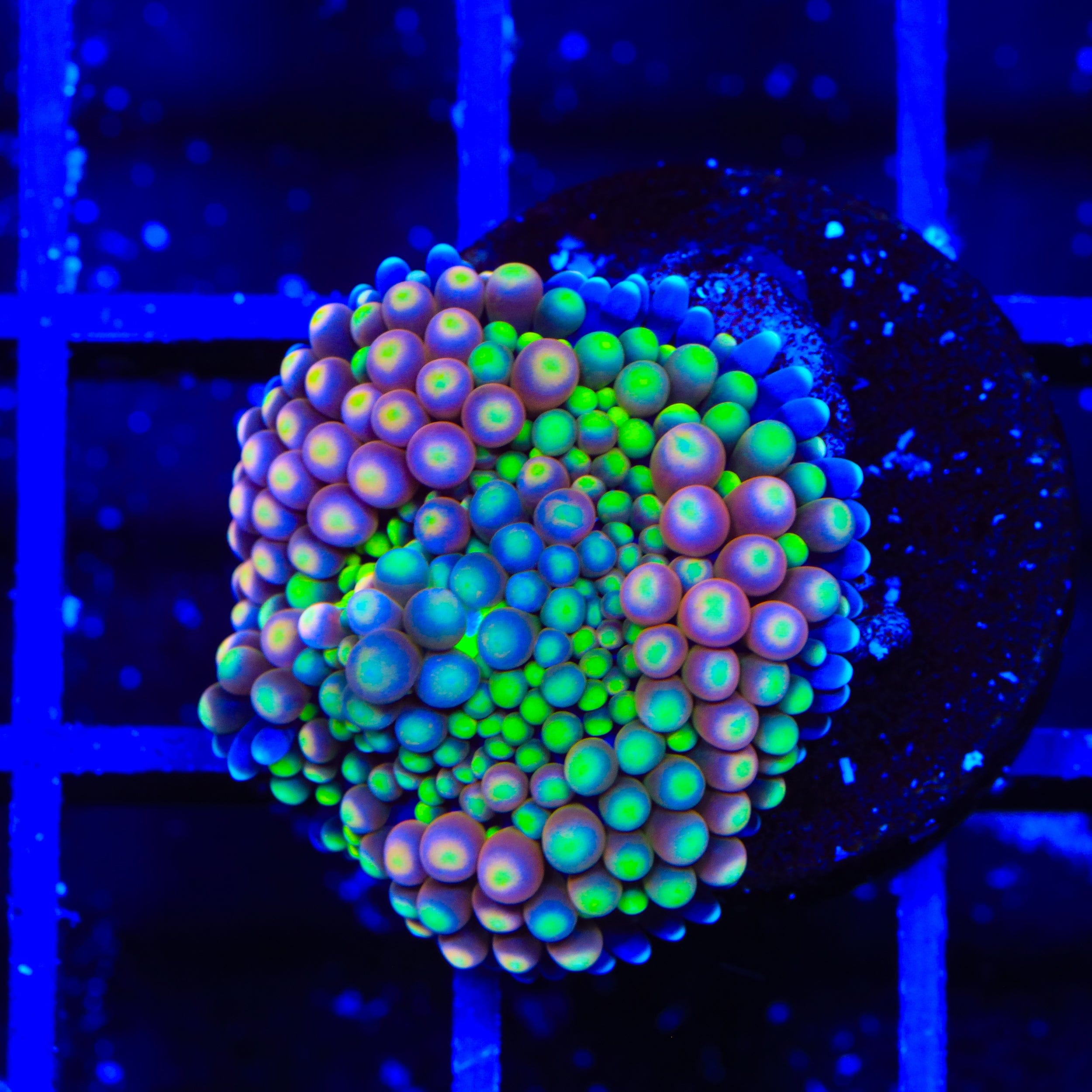 Rainbow Ricordea Coral