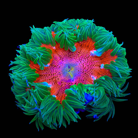Rainbow Rock Flower Anemone