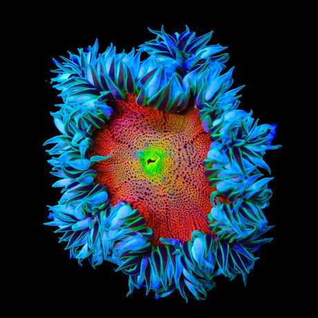 Rainbow Rock Flower Anemone