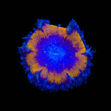 Rainbow Rock Flower Anemone