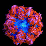 Rainbow Rock Flower Anemone