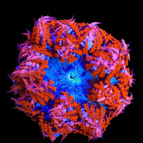 Rainbow Rock Flower Anemone