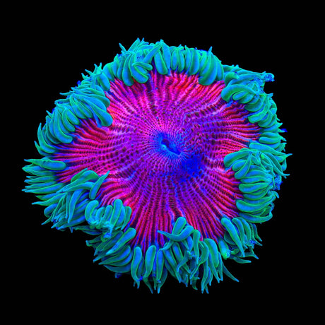 Rainbow Rock Flower Anemone