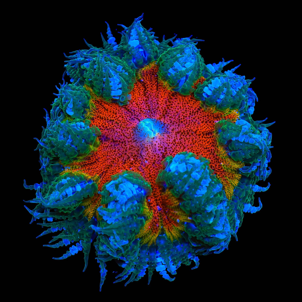 Rainbow Rock Flower Anemone