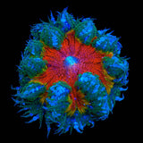 Rainbow Rock Flower Anemone