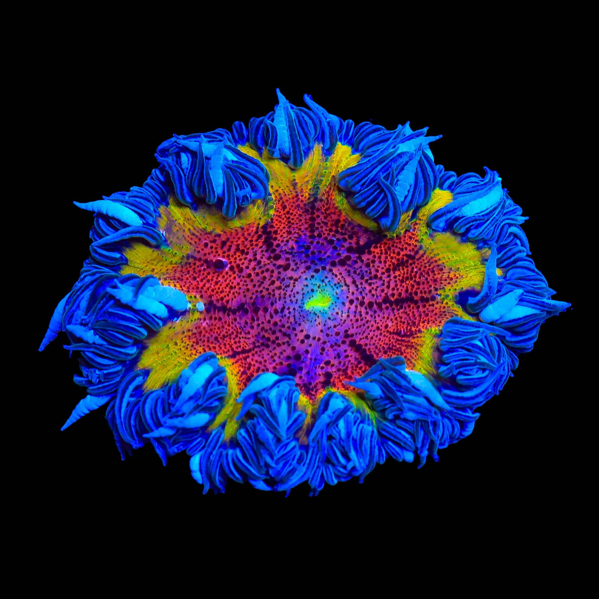 Rainbow Rock Flower Anemone