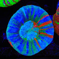 Rainbow Scolymia Coral