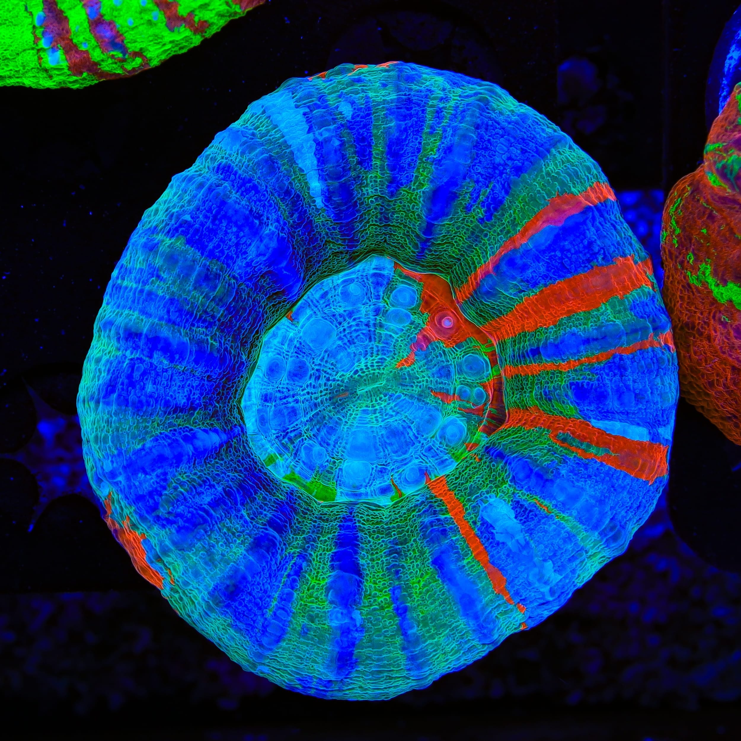 Rainbow Scolymia Coral