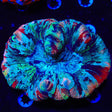 Rainbow Trachyphyllia Coral