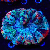Rainbow Trachyphyllia Coral