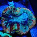 Rainbow Trachyphyllia Coral