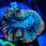 Rainbow Trachyphyllia Coral