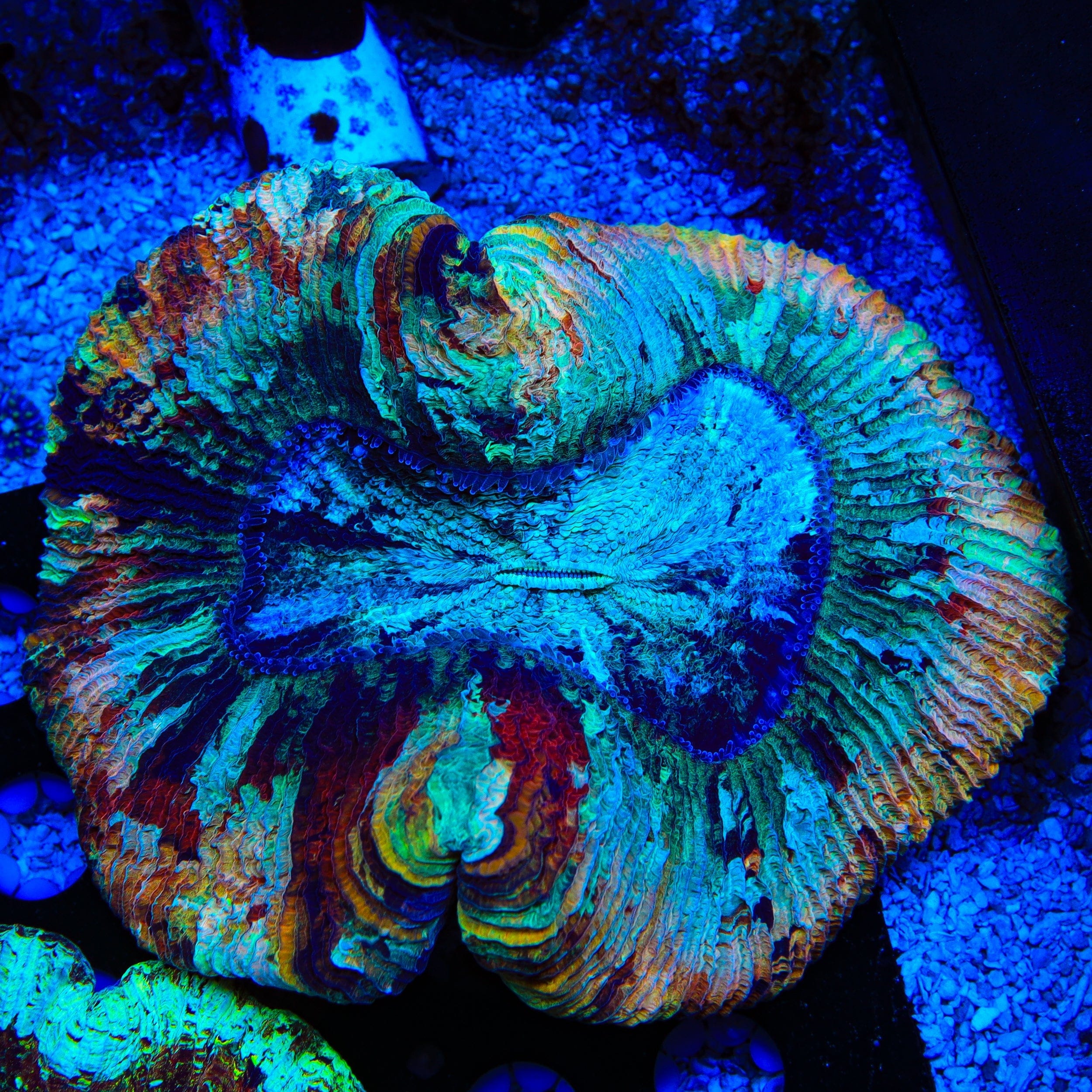 Rainbow Trachyphyllia Coral