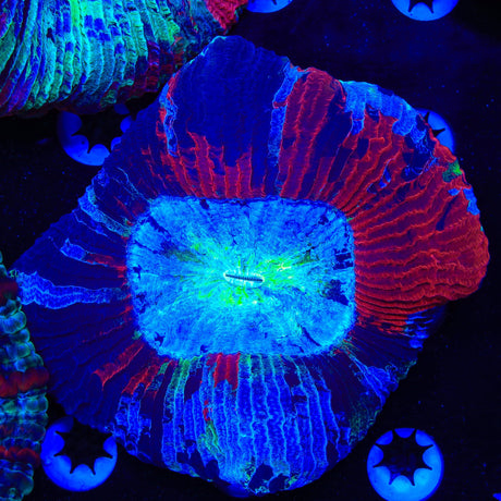 Rainbow Trachyphyllia Coral