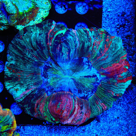Rainbow Trachyphyllia Coral