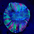 Rainbow Trachyphyllia Coral