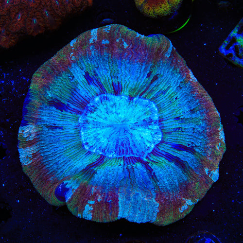 Rainbow Trachyphyllia Coral