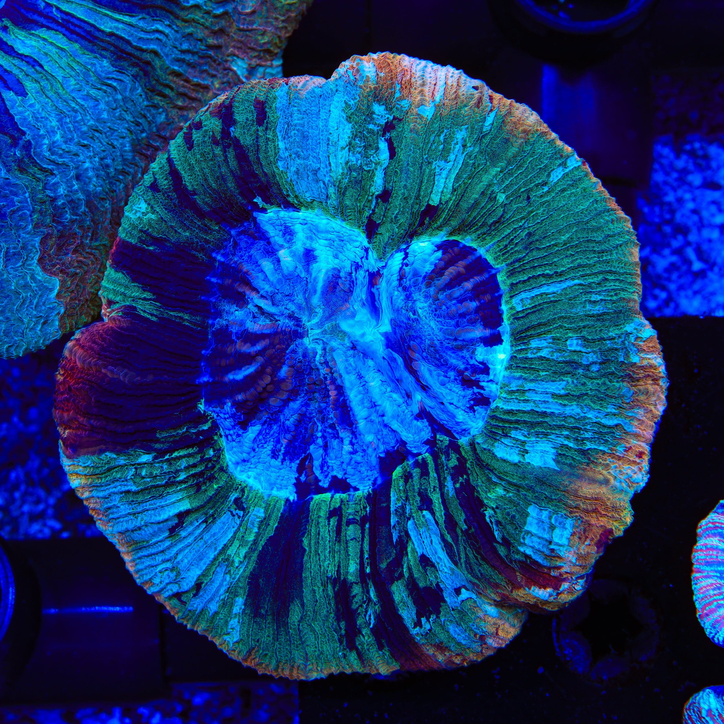 Rainbow Trachyphyllia Coral
