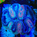 Rainbow Trachyphyllia Coral