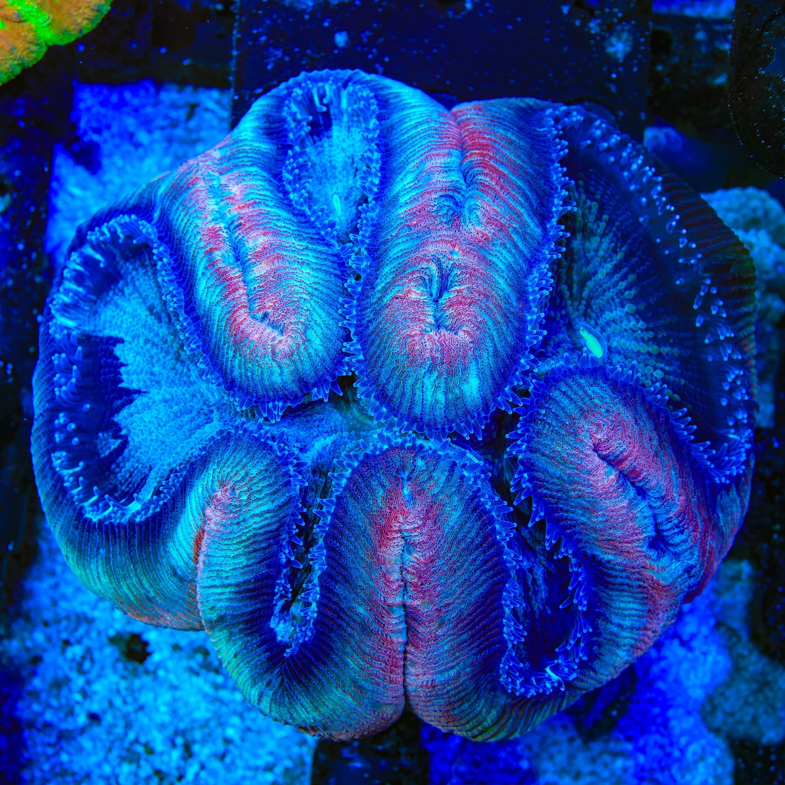 Rainbow Trachyphyllia Coral