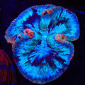 Rainbow Trachyphyllia Coral